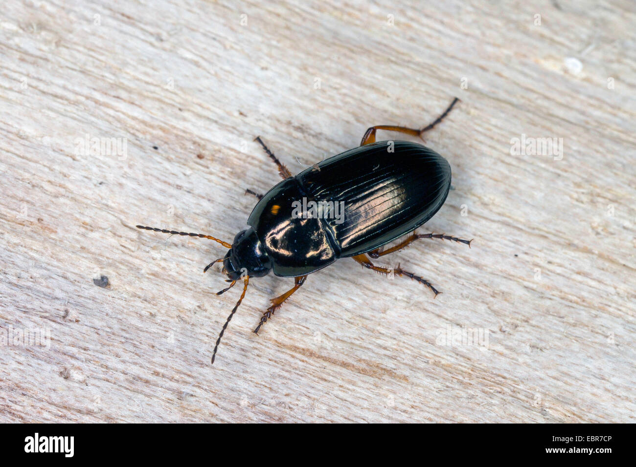 Sun sociale beetle (Amara familiaris), su deadwood, Germania Foto Stock