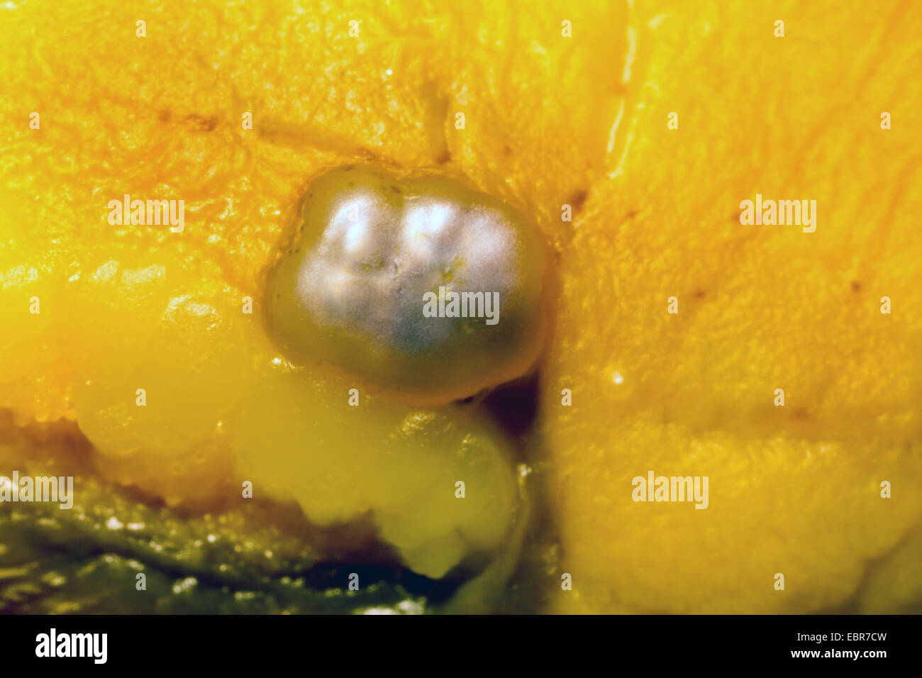 Cozza blu, bay cozze, cozza, comune Cozza blu (Mytilus edulis), scafo blu con perla, Norvegia, Troms Foto Stock