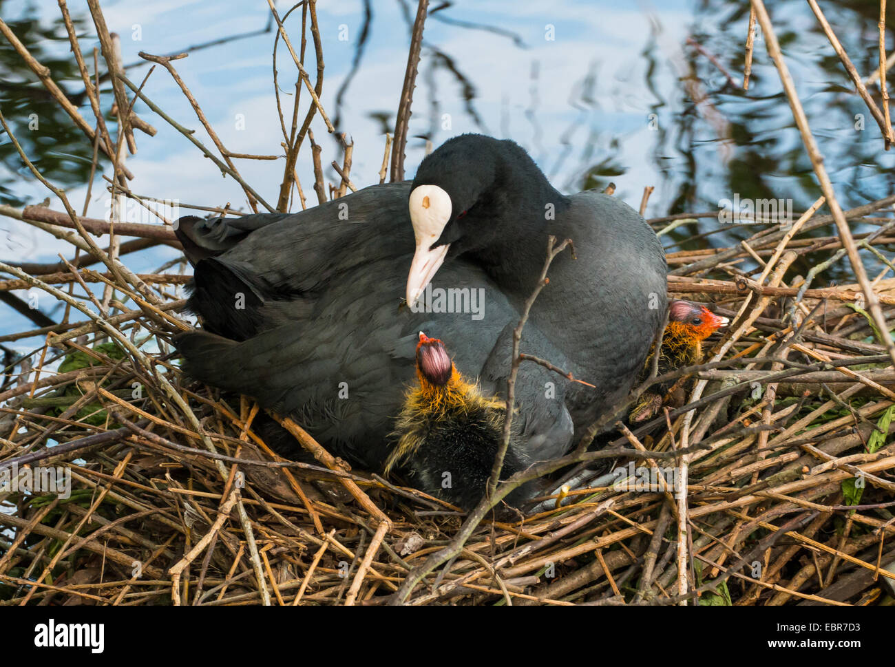 Nero la folaga (fulica atra), nel nido con pulcini, Germania Foto Stock