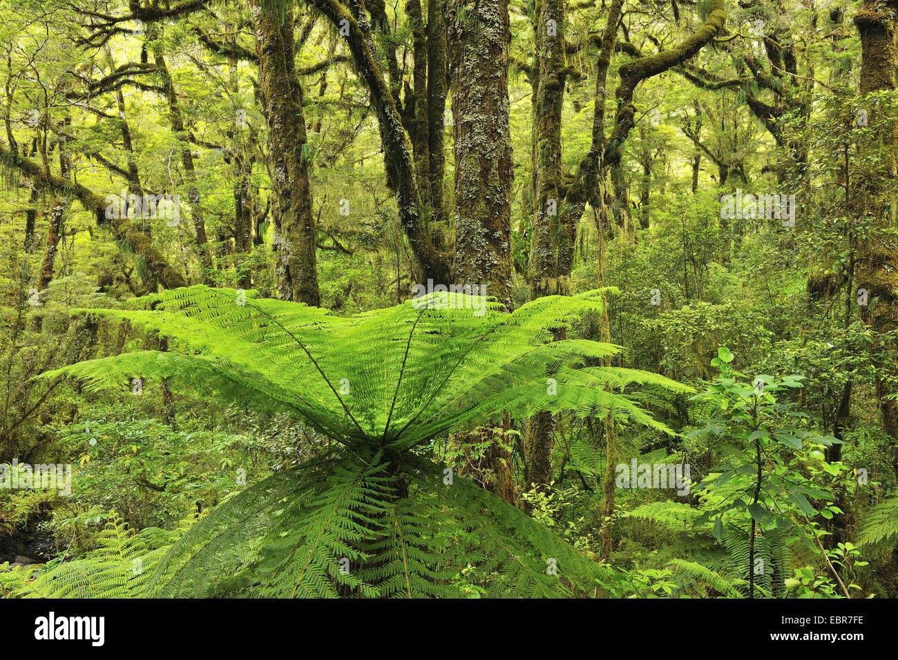 Tree Fern nella foresta pluviale temperata, Nuova Zelanda, Isola Meridionale, Fjordland National Park, Milford Sound Foto Stock