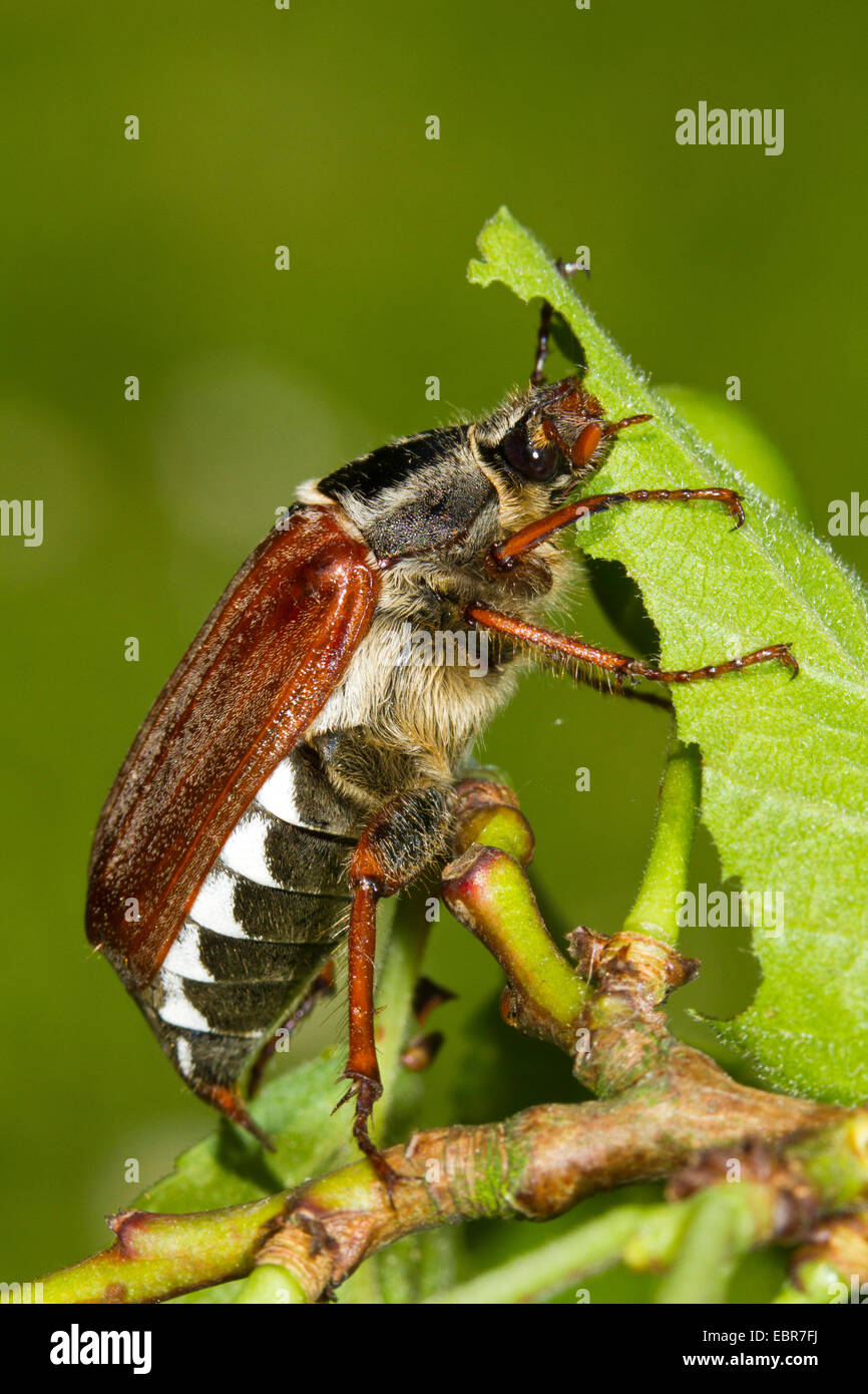 Comune, cockchafer maybug (Melolontha melolontha), alimentando una foglia di un albero di prugna, Germania Foto Stock