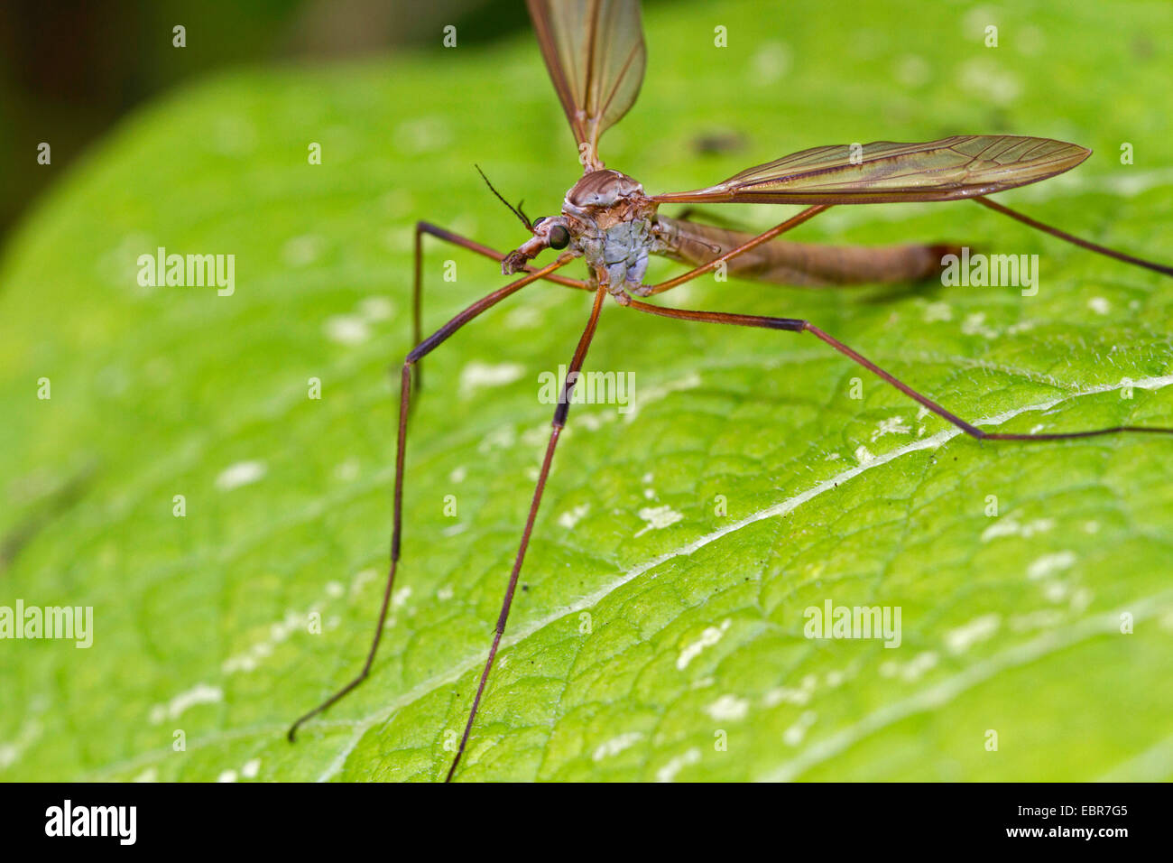 Cavolo cranefly, Marrone daddy-lungo-gambe (Tipula oleracea), su una foglia, Germania Foto Stock