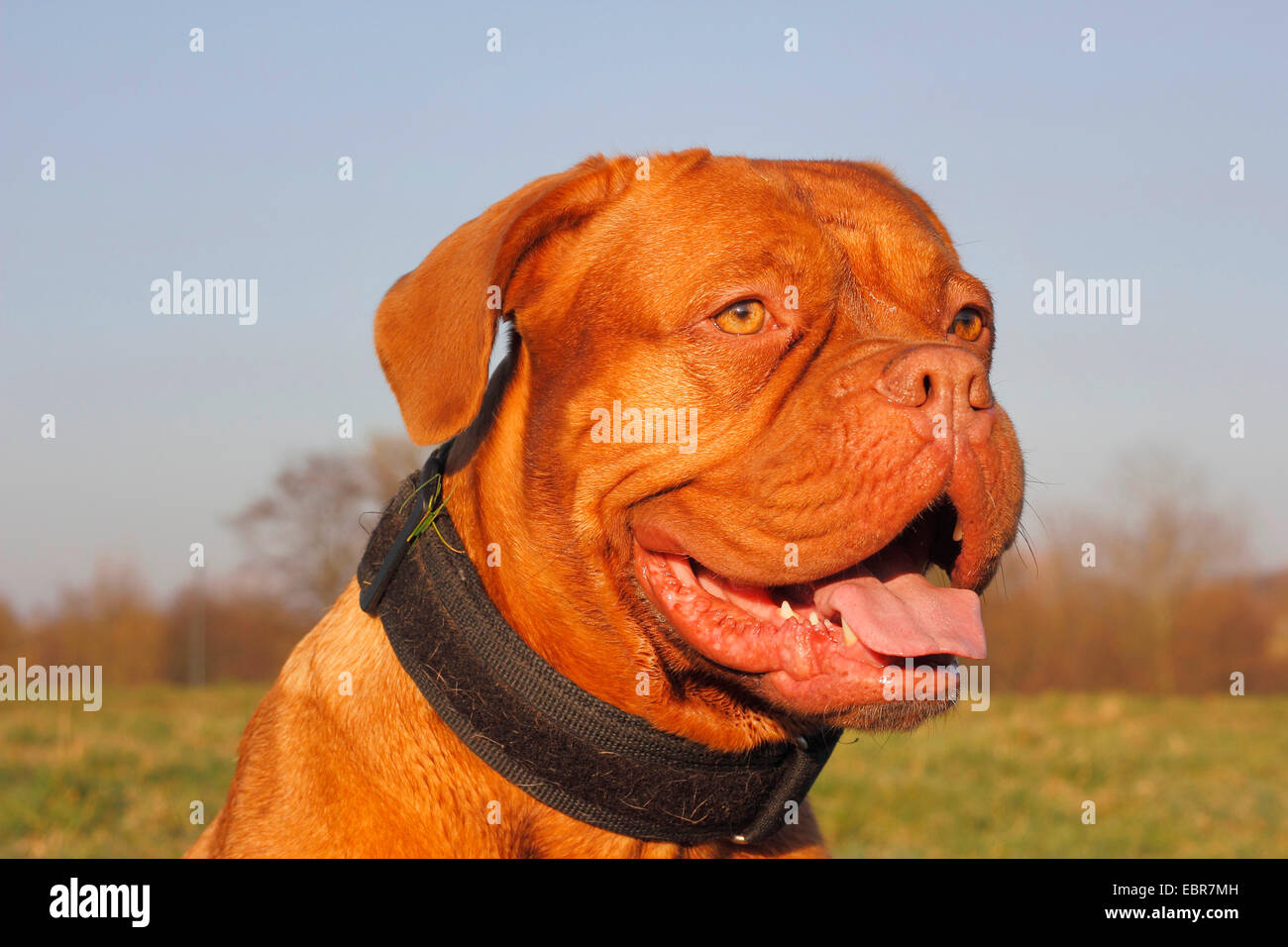 Dogue de Bordeaux (Canis lupus f. familiaris), quattro anni di femmina, ritratto, Germania Foto Stock