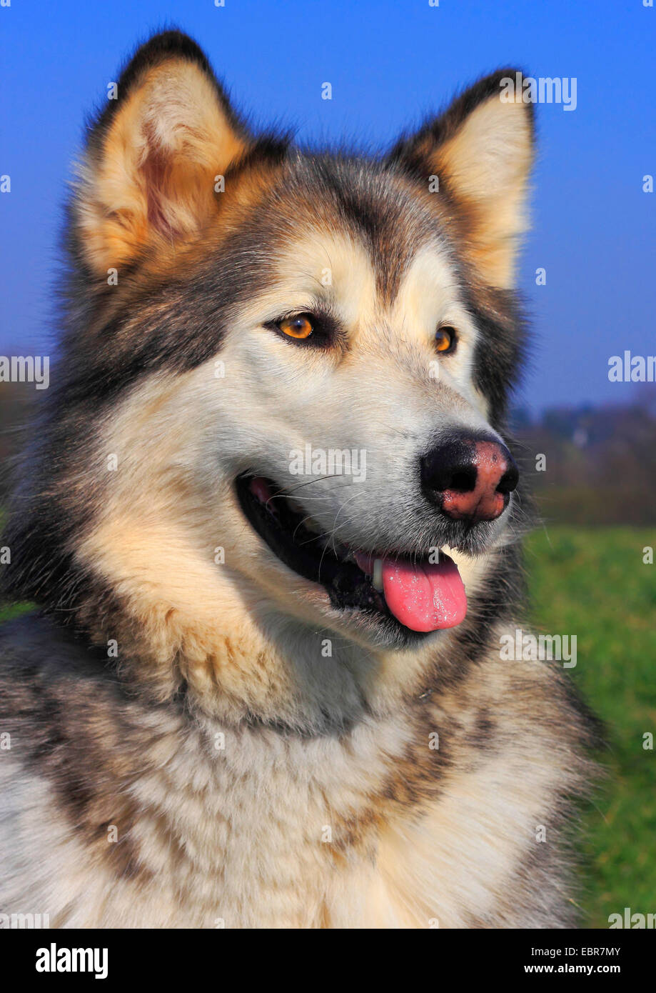 Alaskan Malamute (Canis lupus f. familiaris), cinque anni, femmina ritratto, Germania Foto Stock