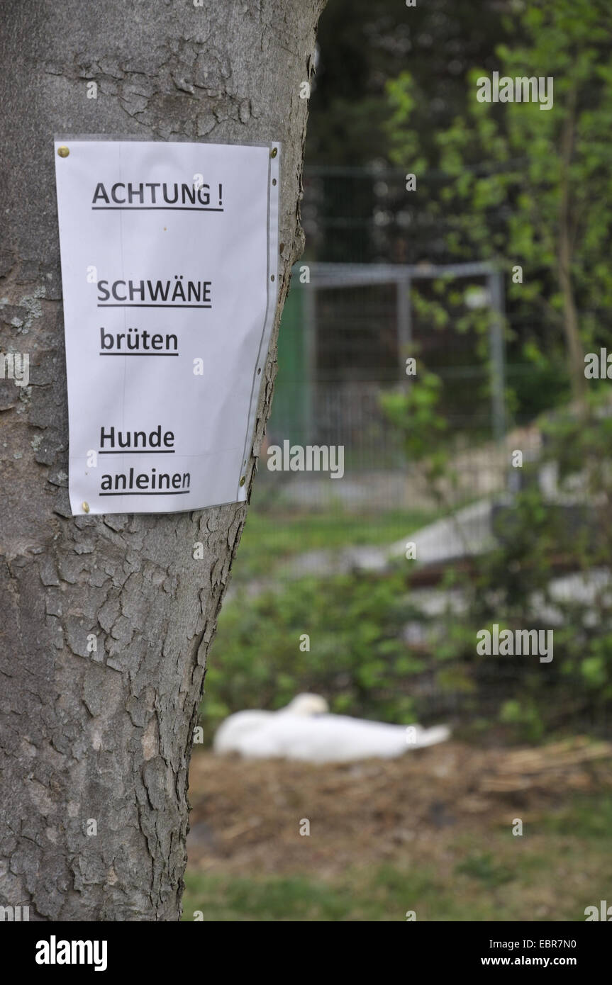 Cigno (Cygnus olor), la carta con la scritta attenzione cigni allevamento - guinzaglio cani , in Germania, in Renania settentrionale-Vestfalia, la zona della Ruhr, Waltrop Foto Stock