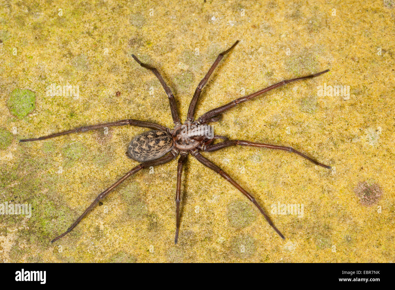 Giant casa europea ragno gigante, casa spider, casa grande spider, ragnatela spider (Tegenaria gigantea, Tegenaria atrica), femmina, Germania Foto Stock