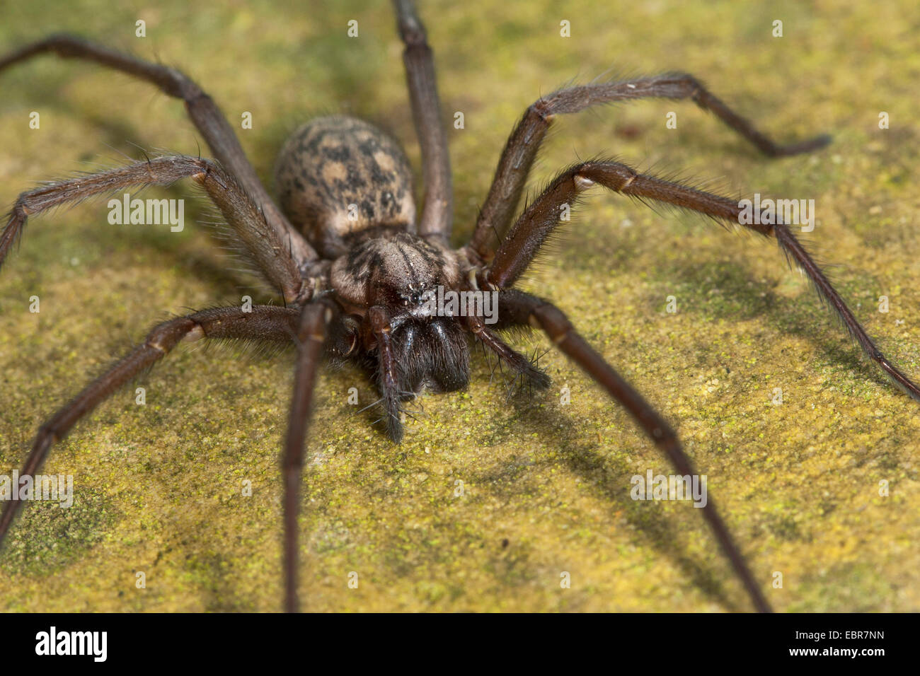 Giant casa europea ragno gigante, casa spider, casa grande spider, ragnatela spider (Tegenaria gigantea, Tegenaria atrica), femmina, Germania Foto Stock