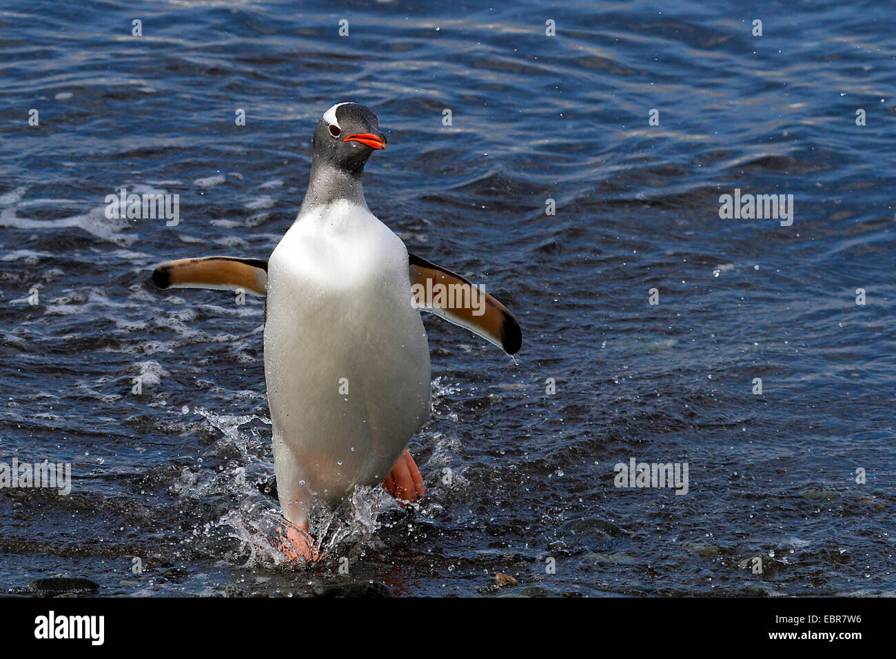 Pinguino gentoo (Pygoscelis papua), lasciando il mare, l'Antartide, Isole Falkland, sirene Isola Foto Stock