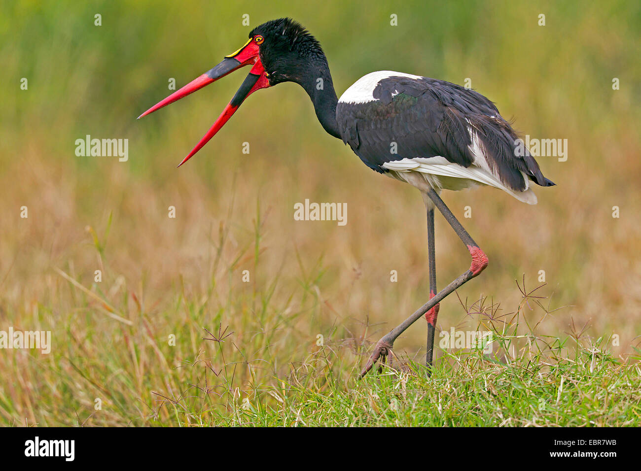 Sella-bill stork (Ephippiorhynchus senegalensis), femmina chiamando, Kenia Masai Mara National Park Foto Stock