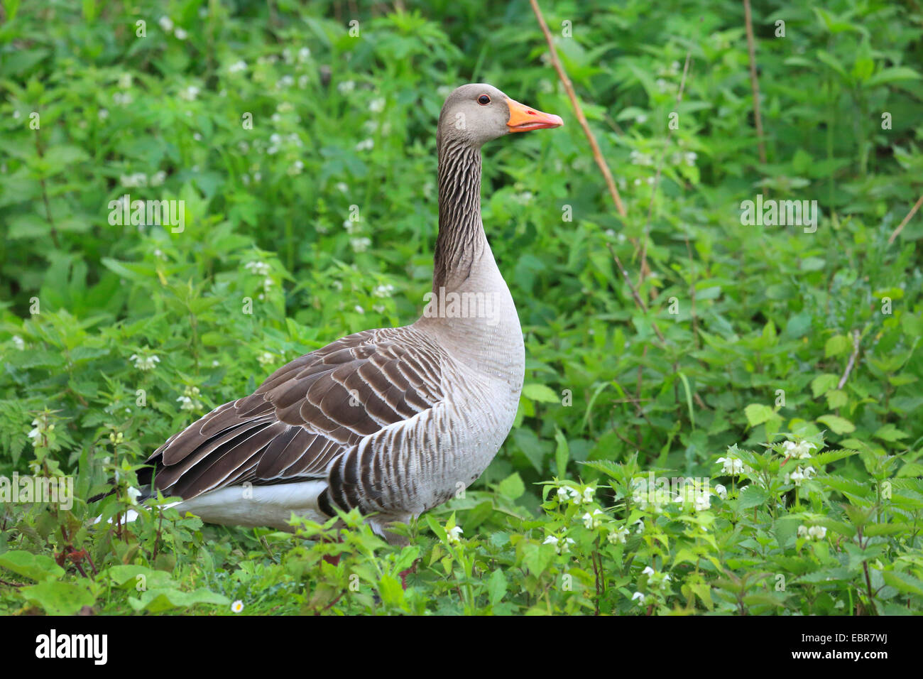 Graylag goose (Anser anser), in un prato con la fioritura di dead-ortiche, Germania Foto Stock