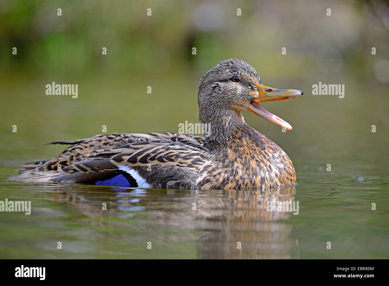 Il germano reale (Anas platyrhynchos), femmina chiamando, Germania, Bassa Sassonia Foto Stock