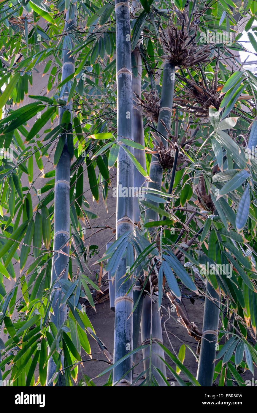 Bambù gigante (Dendrocalamus giganteus, Bambusa gigantea), germogli Foto Stock