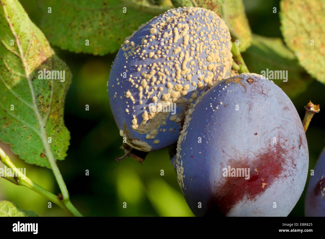 Unione prugna (Prunus domestica), prugne infettate con , Germania Foto Stock