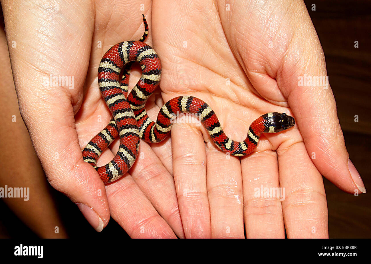 Serpente del latte, latte orientale snake (Lampropeltis triangulum), giovani latte serpente sulle mani Foto Stock