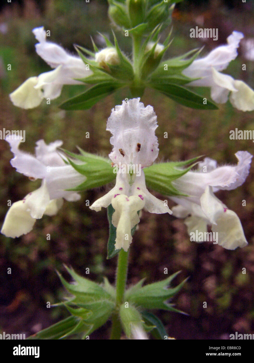 Giallo annuale-woundwort, hedgenettle betony (Stachys annua), fiori, Germania Foto Stock