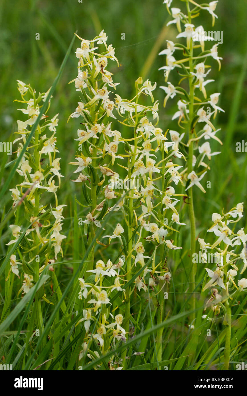 Maggiore butterfly-ORCHIDEA (Platanthera chlorantha), fioritura, in Germania, in Renania Palatinato Foto Stock