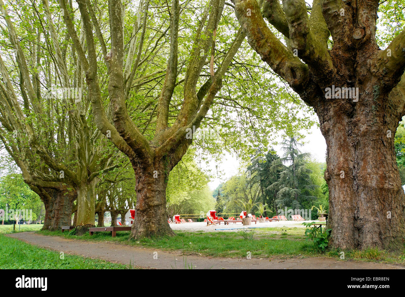 Piano europeo, acero-lasciato piano piano Londra, Londra planetree (Platanus hispanica, Platanus x hybrida, Platanus hybrida, platanus acerifolia), la riga del piano alberi sul lungomare della Saar, Germania, Saarland, Saabruecken Foto Stock