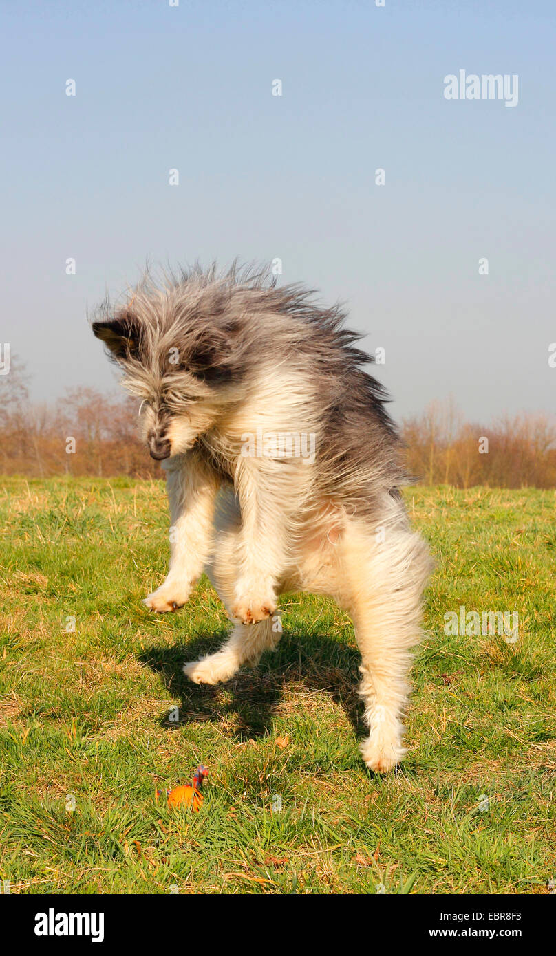 Berger de Picardie, Berger Picard (Canis lupus f. familiaris), tre anni di Picard razza svolge, Germania Foto Stock