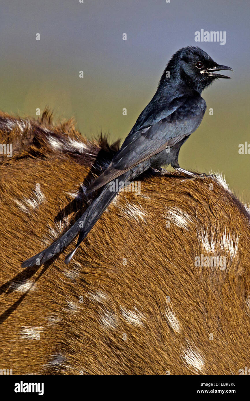 Forcella-tailed Drongo, comune Drongo (Dicrurus adsimilis), sul retro di un chital, India, Ranthambhore Foto Stock