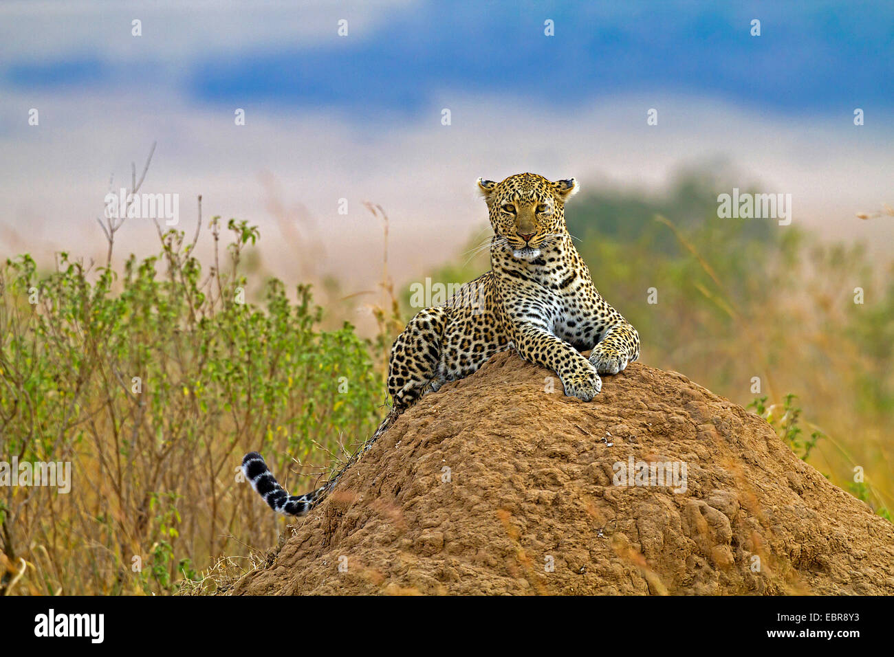 Leopard (Panthera pardus) giacente su un termite hill e guardare il circostante, Kenia Masai Mara National Park Foto Stock