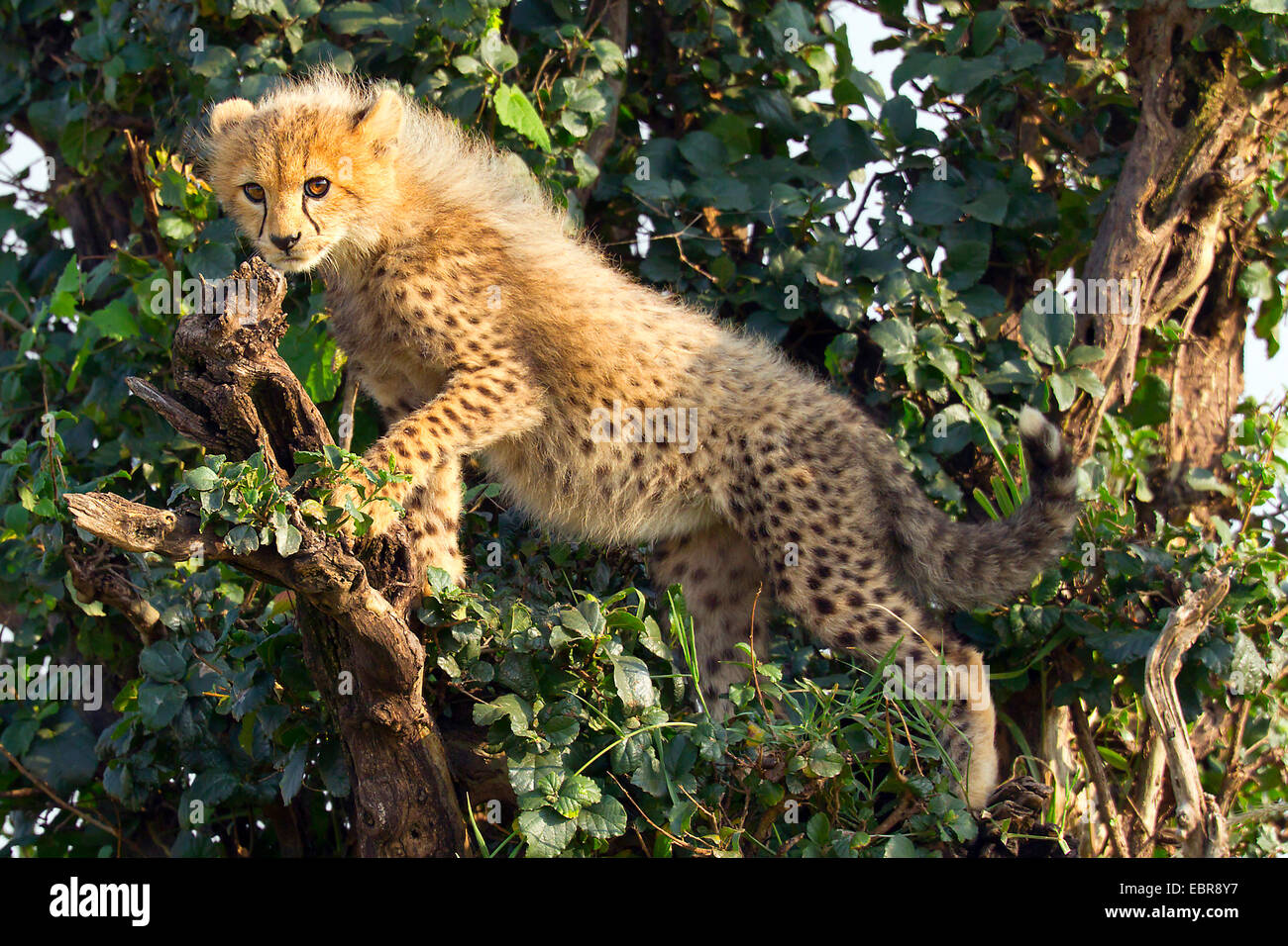 Ghepardo (Acinonyx jubatus), giovane animale klimbing su un albero e guardare il circostante, Kenia Masai Mara National Park Foto Stock
