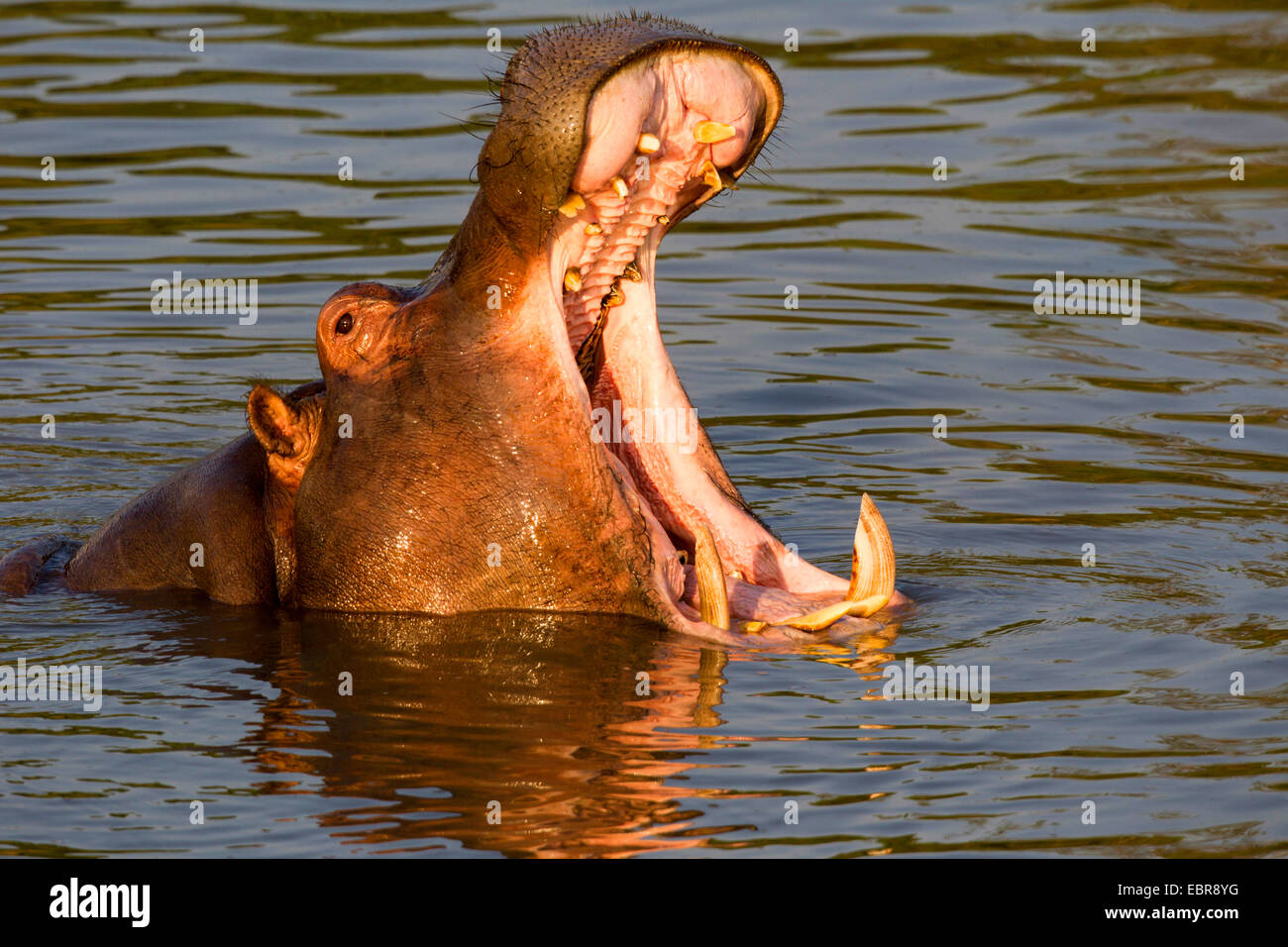 Ippopotamo, ippopotami, comune ippopotamo (Hippopotamus amphibius), strappando la bocca, Kenia Masai Mara National Park Foto Stock