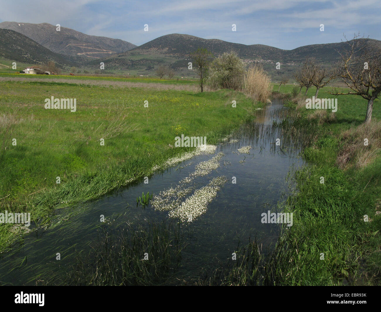 Acqua di fiume-stella (Ranunculus fluitans), fiume con acqua di fiume-stella in Arcadia, Grecia, PELOPONNESO Foto Stock