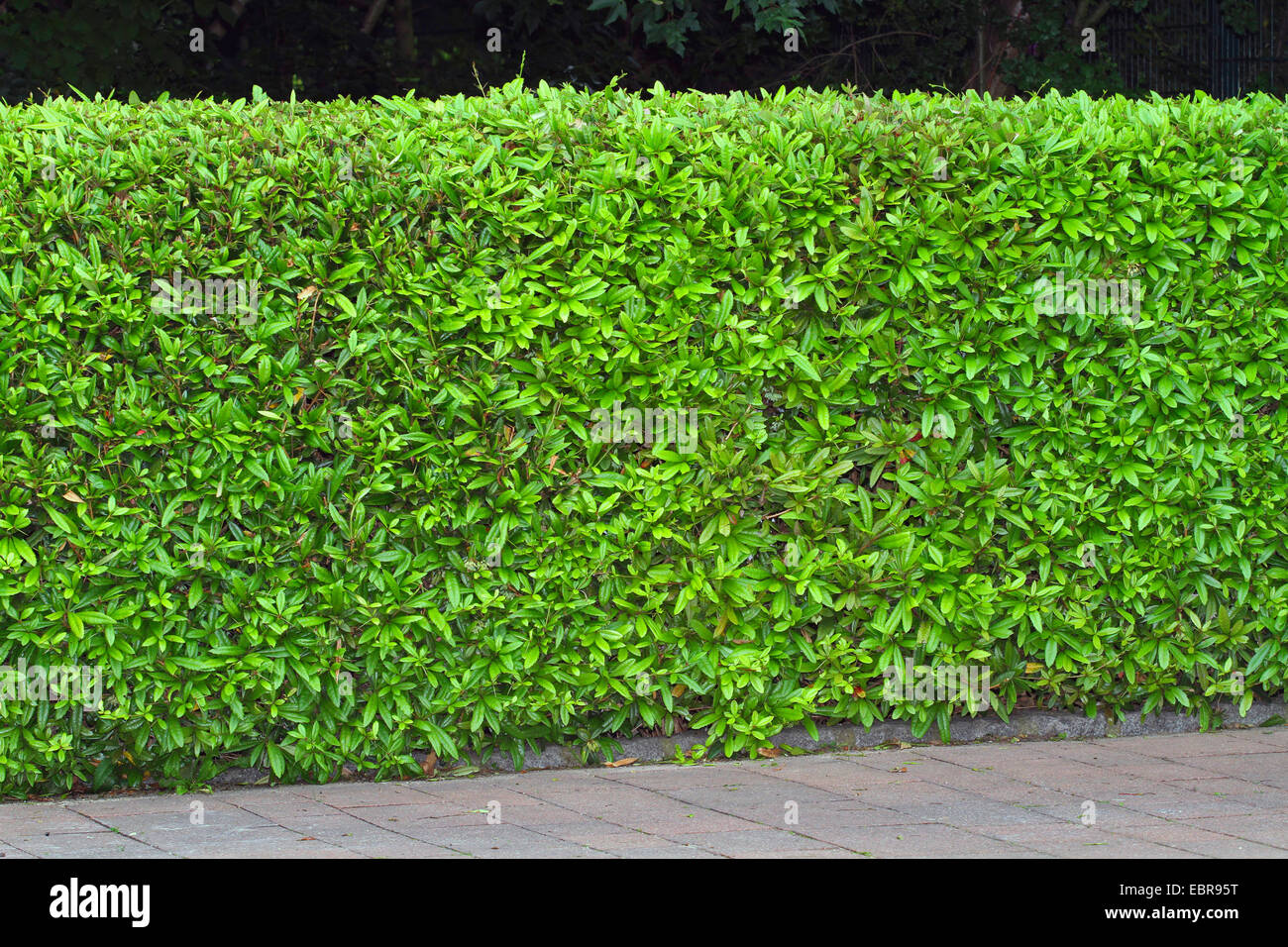 Wintergreen Crespino (berberis julianae), hedge per la scherma di giardini privati, Germania Foto Stock