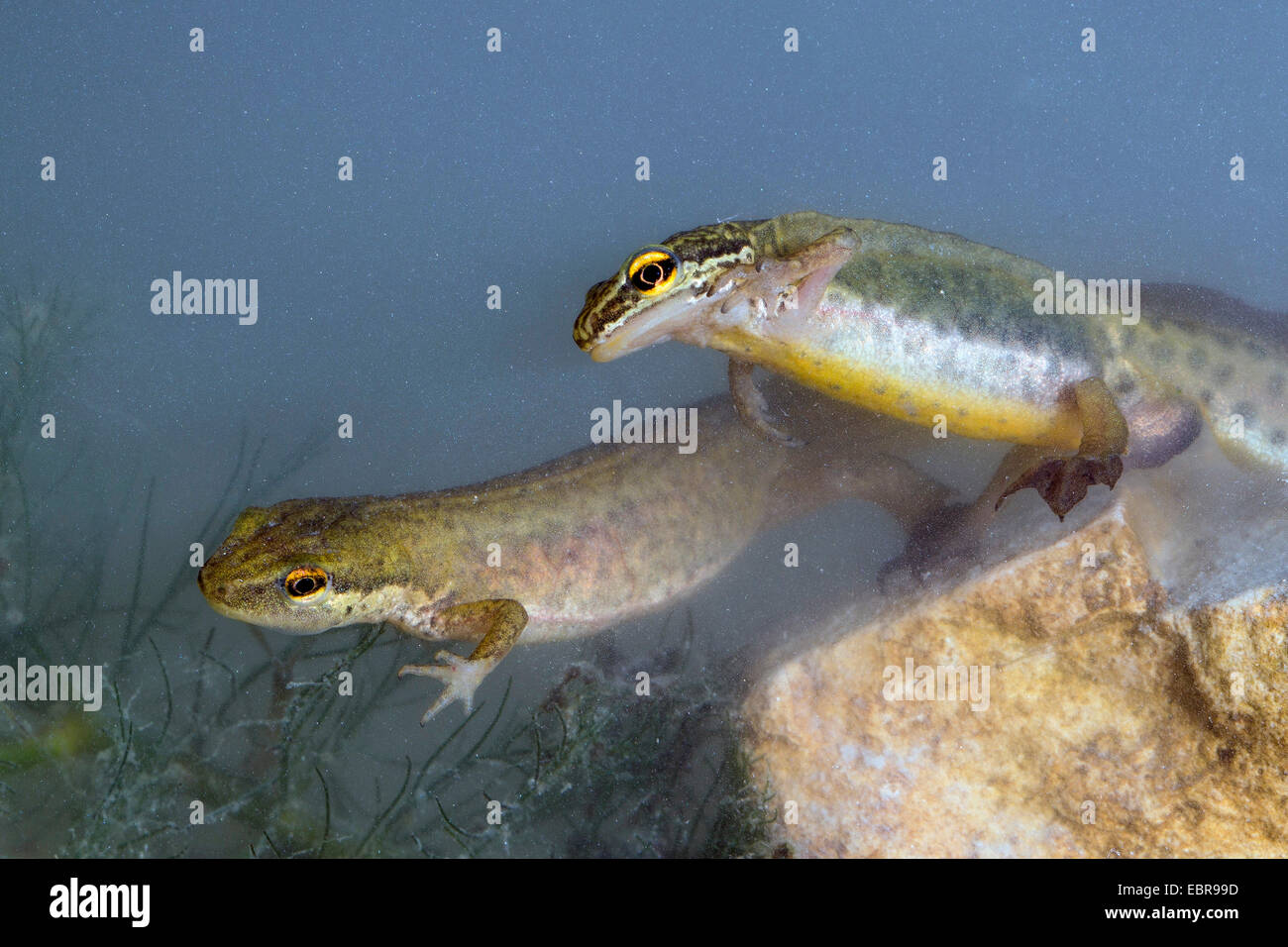 Palmate newt (Triturus helveticus, Lissotriton helveticus), maschio e femmina, Germania Foto Stock