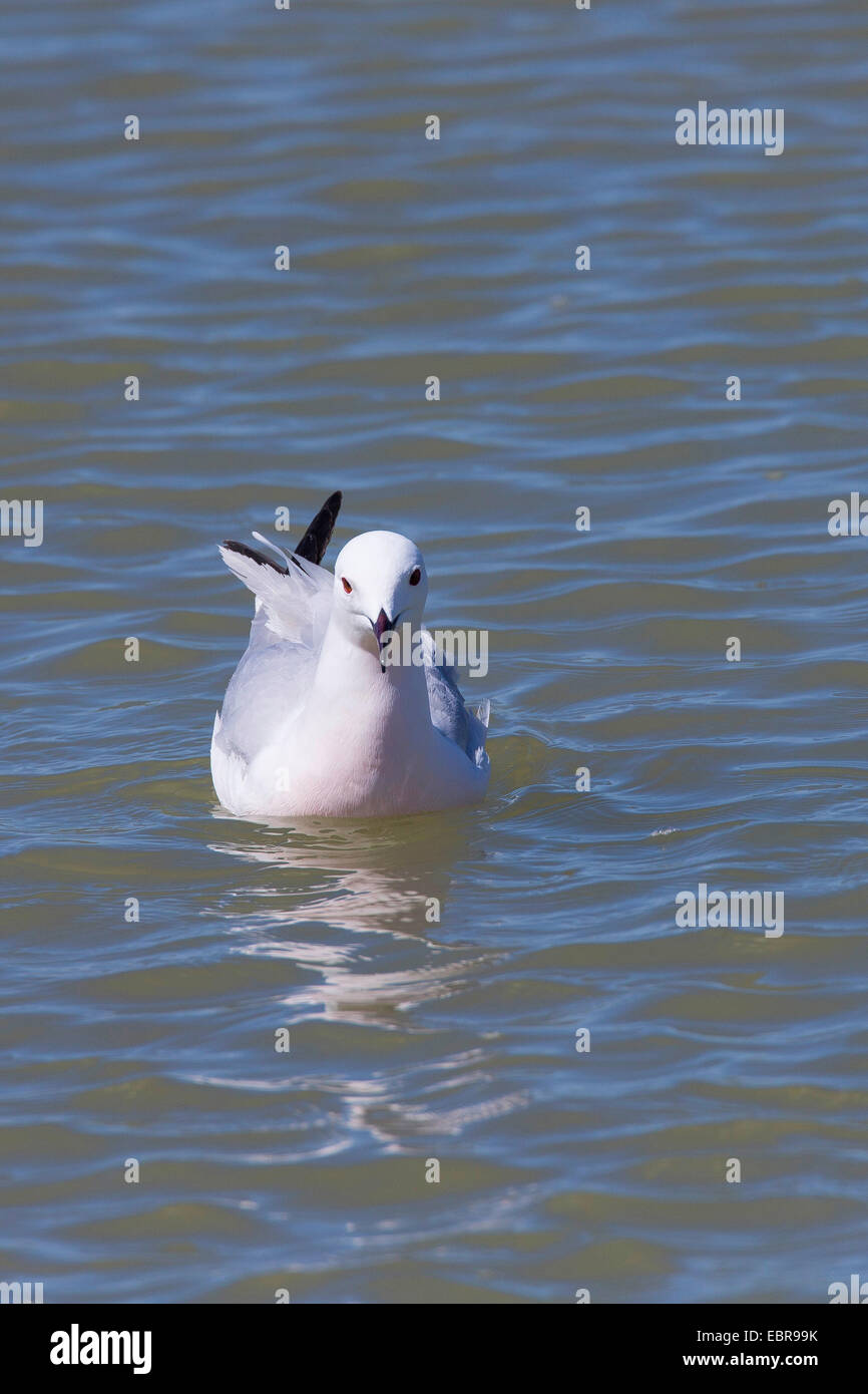 Snello fatturati gabbiano (Larus genei), nuota in mare Foto Stock