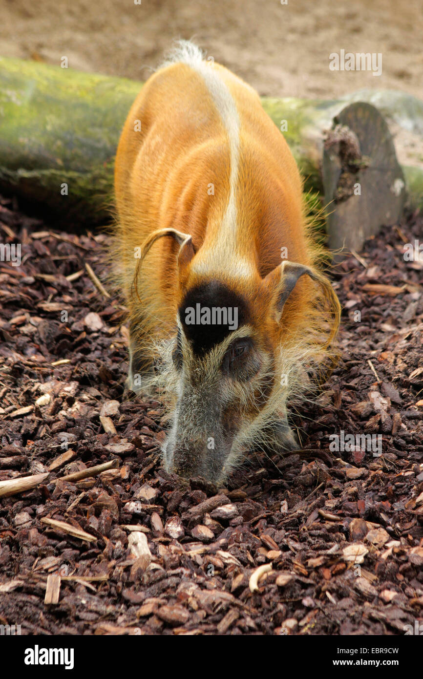 Bush africano di suino, red river hog (Potamochoerus porcus), in piedi nel contenitore esterno Foto Stock