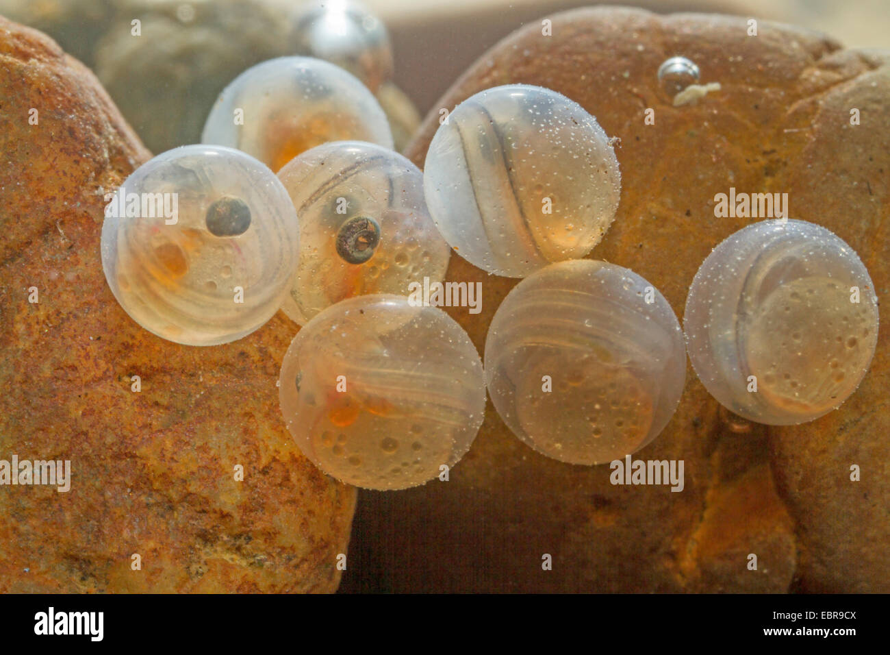 Temolo (Thymallus thymallus), uova con larve visibile tra i ciottoli, Germania Foto Stock