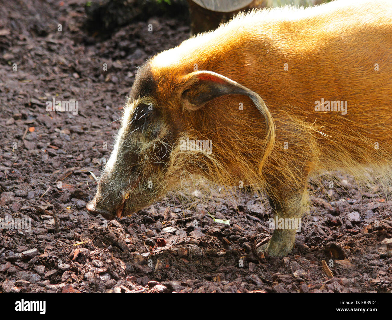 Bush africano di suino, red river hog (Potamochoerus porcus), mezza lunghezza ritratto Foto Stock