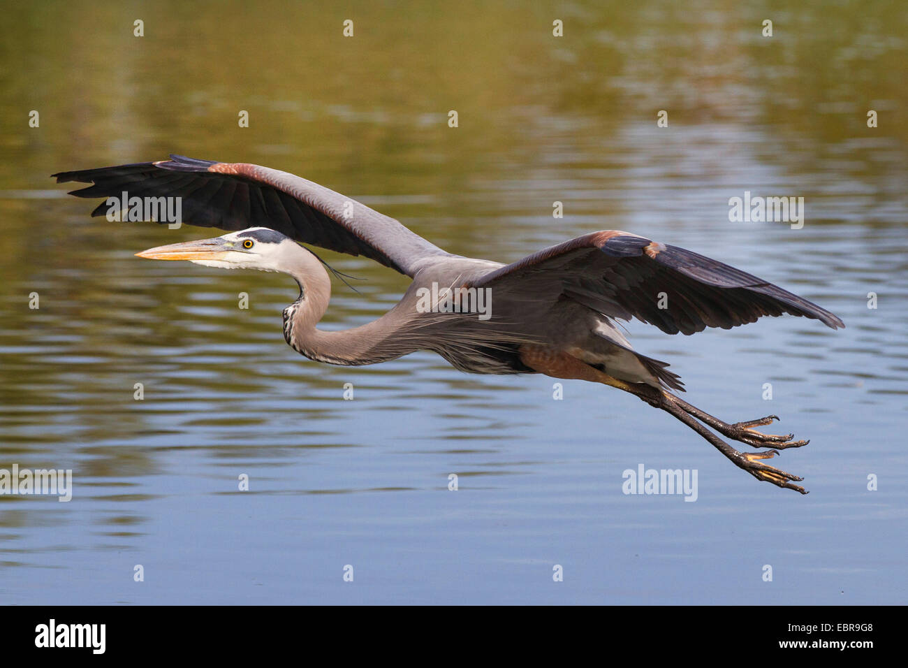 Airone blu (Ardea erodiade), volare sull'acqua, STATI UNITI D'AMERICA, Arizona Foto Stock