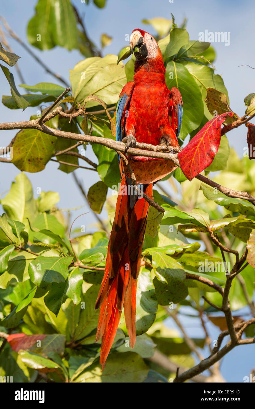 Scarlet Macaw (Ara Macao), seduto su un albero di alimentazione sulle foglie, Costa Rica Foto Stock