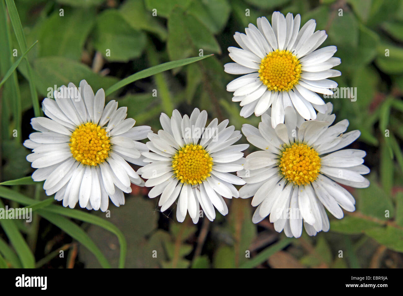 Daisy comune, prato daisy, inglese daisy (Bellis perennis), che fiorisce in un prato, Germania Foto Stock