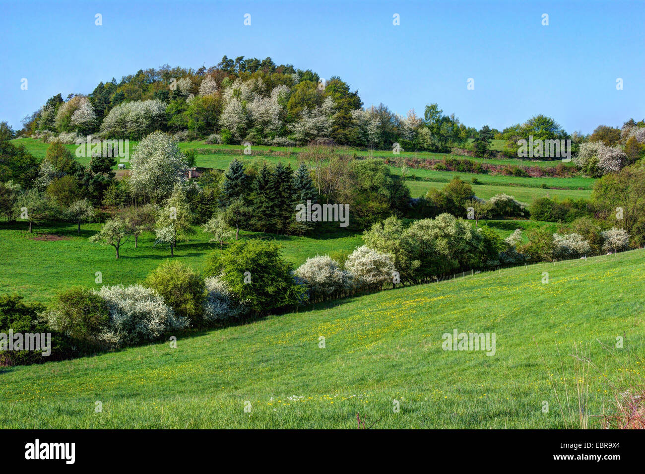 Campo collinare paesaggio con siepi in fiore in primavera, Germania Foto Stock