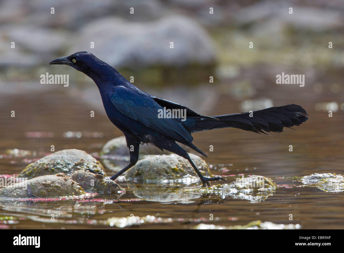 Grackle comune (Quiscalus quiscula), maschio alla ricerca di cibo nel fiume, USA, Arizona, sale River Foto Stock