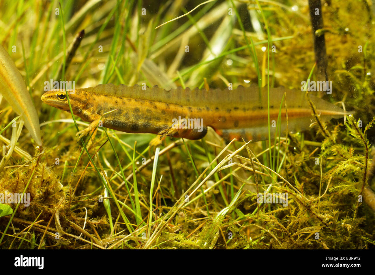 Newt liscia (Triturus vulgaris, Lissotriton vulgaris ), maschio con colorazione nuziale, Germania Foto Stock