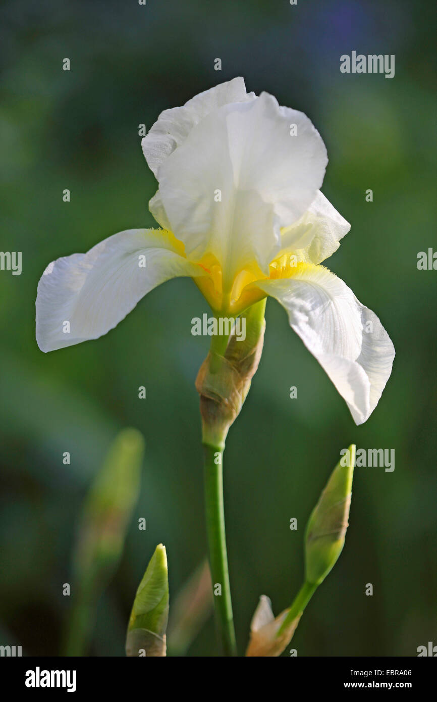 Giardino iris, Tedesco, iris iris barbuto, Fleur de Lis (Iris germanica), fiore Foto Stock