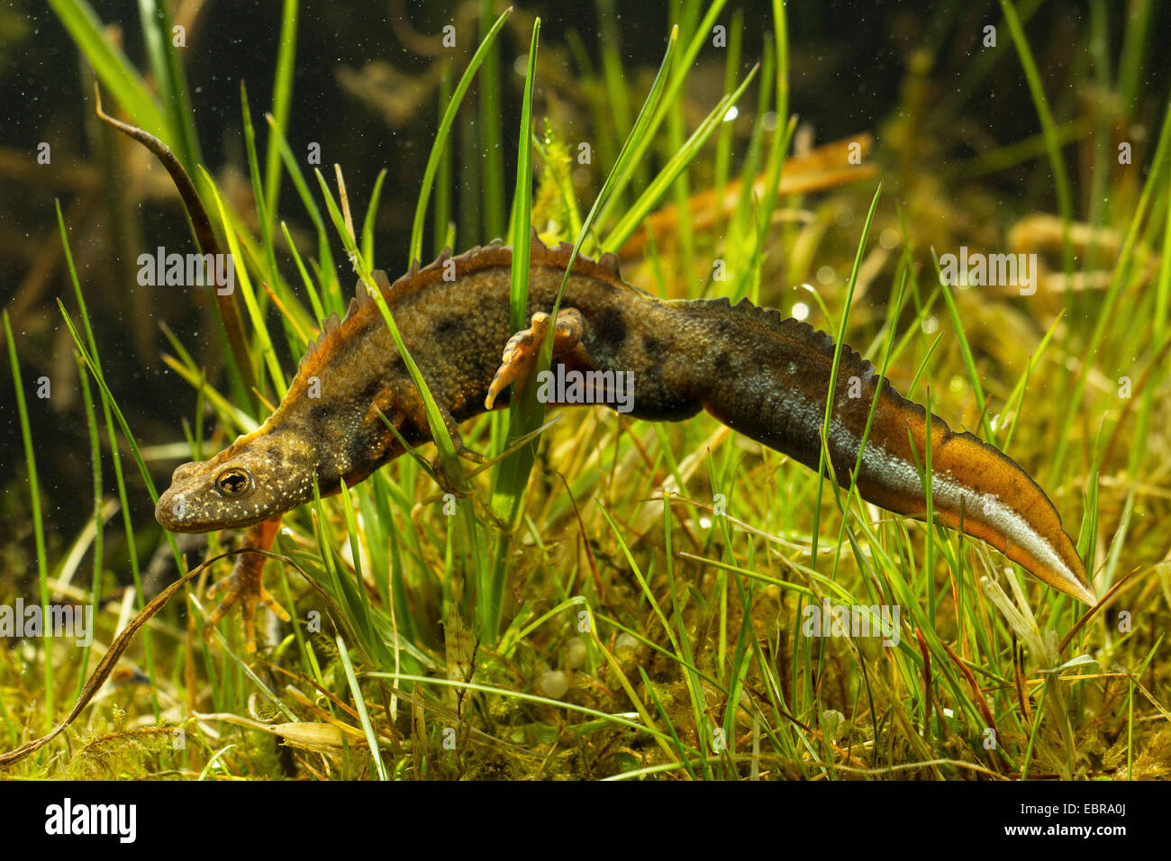 Alpine tritone crestato italiano, presenta verrucosa newt (Triturus carniflex), maschio con colorazione nuziale, Germania Foto Stock
