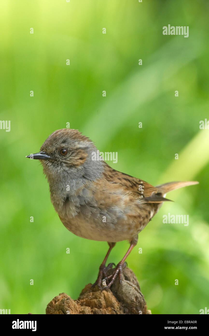 Dunnock (Prunella modularis), seduti su una radice, in Germania, in Renania settentrionale-Vestfalia Foto Stock