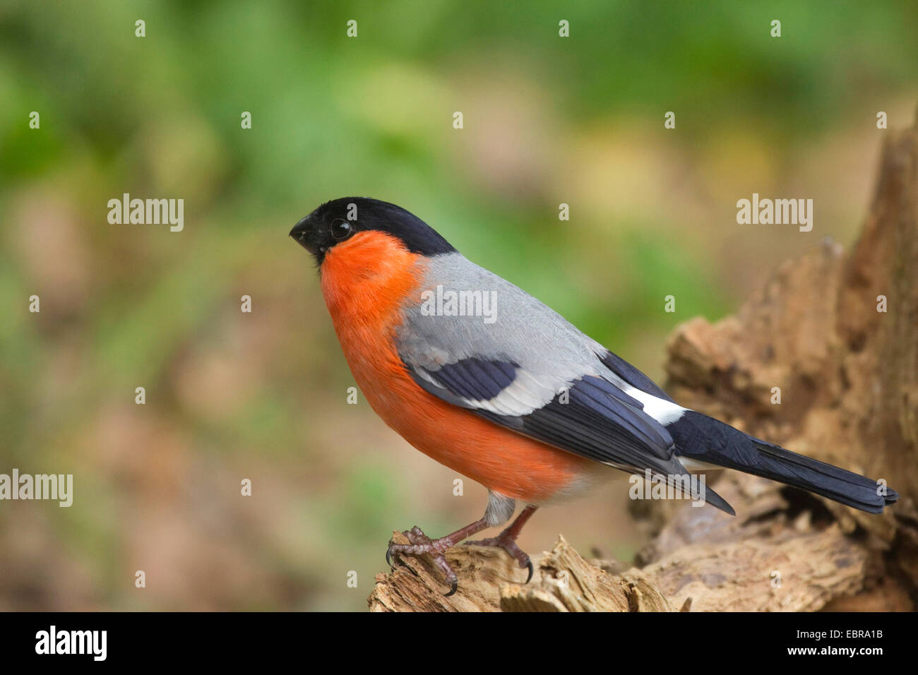, Bullfinch ciuffolotto, bullfinch settentrionale (Pyrrhula pyrrhula), maschio in una radice, in Germania, in Renania settentrionale-Vestfalia Foto Stock
