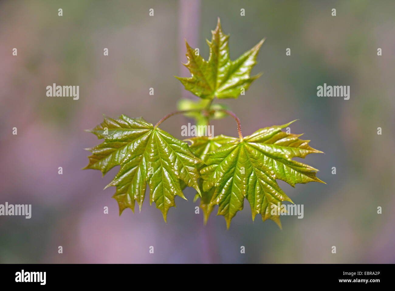 Norvegia (acero Acer platanoides), verde primavera, sparare og giovani foglie di acero, in Germania, in Renania settentrionale-Vestfalia Foto Stock