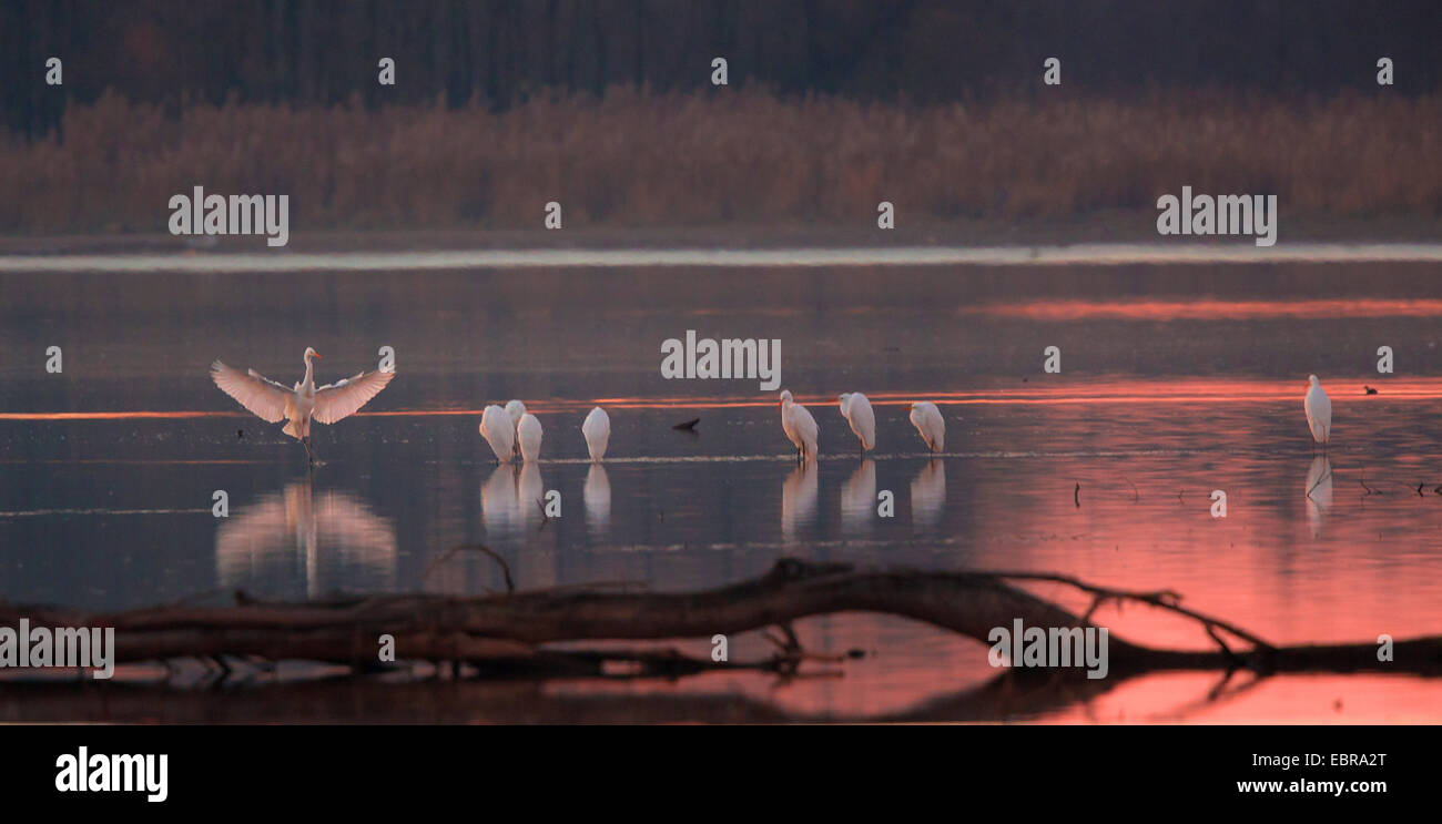 Airone bianco maggiore, Airone bianco maggiore (Egretta alba, Casmerodius Albus, Ardea alba), a dormire sito in bagliore di sera, in Germania, in Baviera, il Lago Chiemsee Foto Stock
