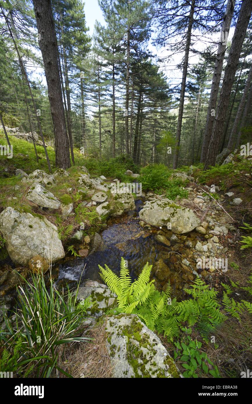 Fonte creek nel paesaggio di montagna, Francia, Corsica, Col de Bavella Foto Stock