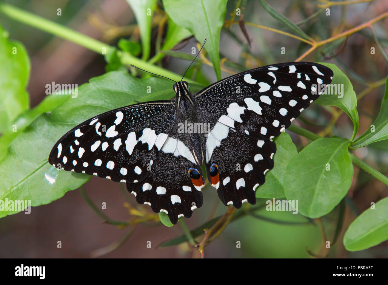 A coda di rondine a scacchi (Papilio demoleus), seduta con ali aperte su uno stelo Foto Stock