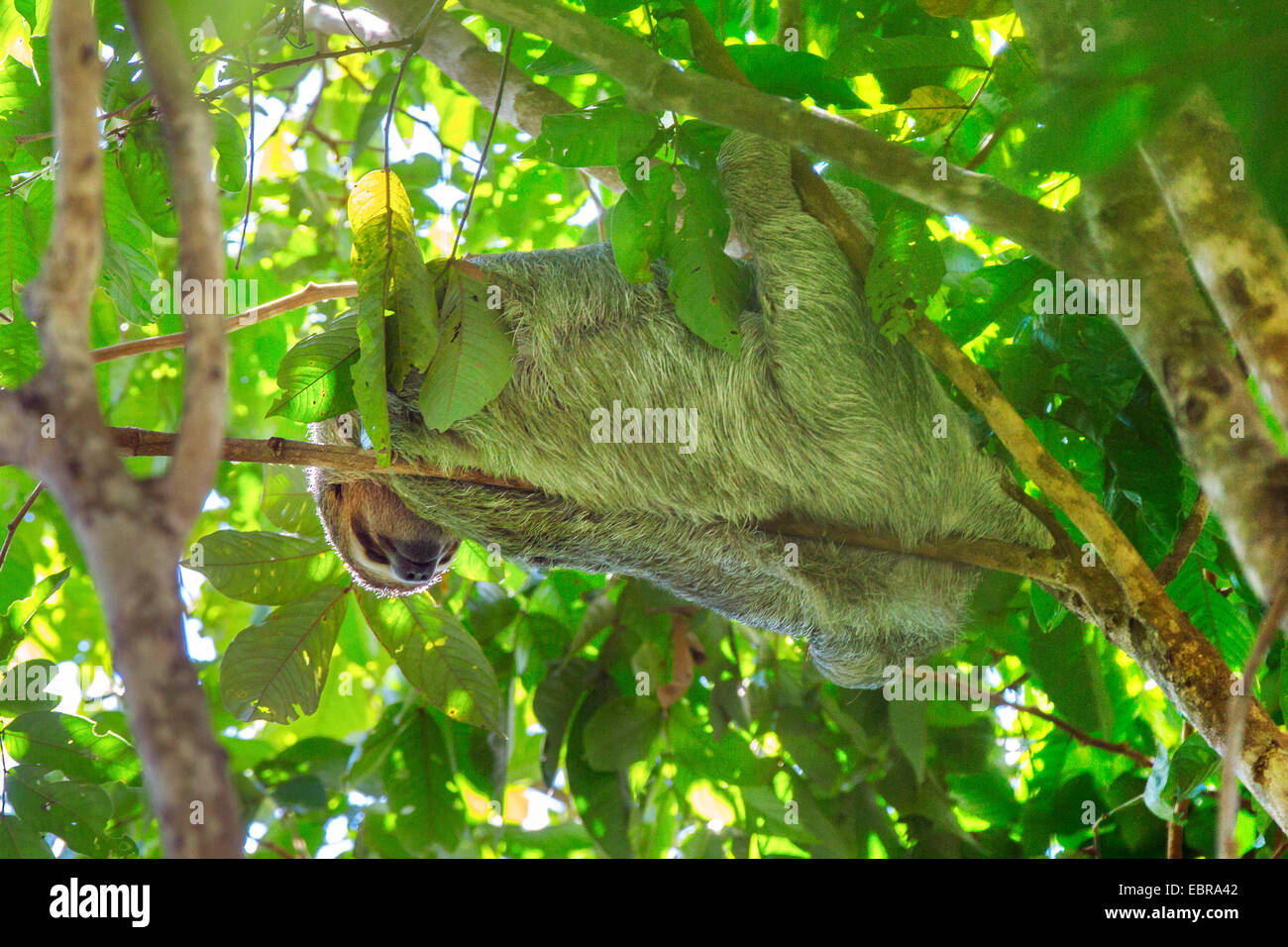 Linnaeus' a due dita bradipo (Choloepus didactylus), appeso ad un ramo di un albero e di corona in appoggio, Costa Rica Foto Stock