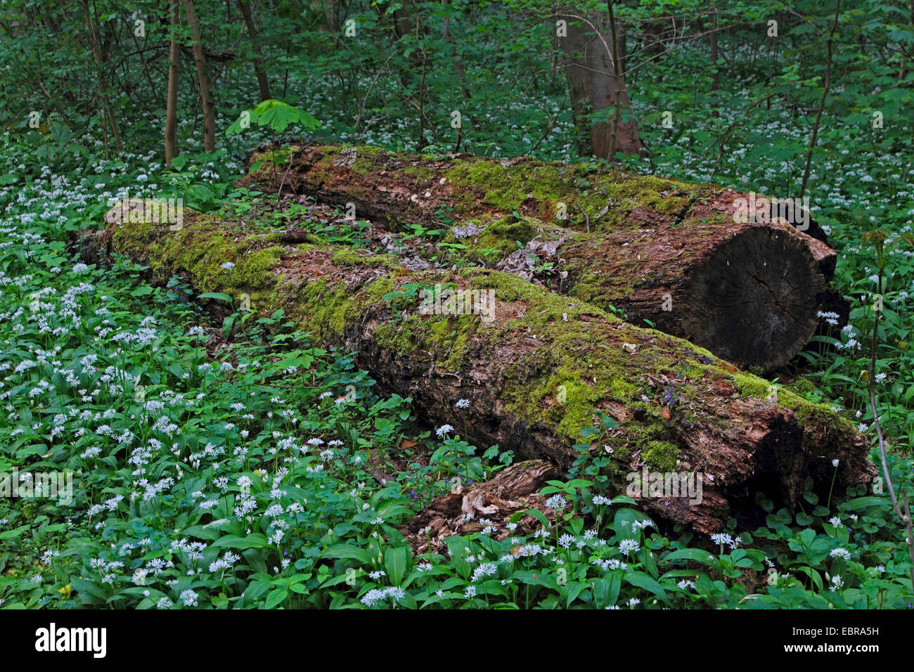 Ramsons (Allium ursinum), molte piante che fiorisce in una cassa di espansione foresta intorno al muschio trunk morto, Germania Foto Stock