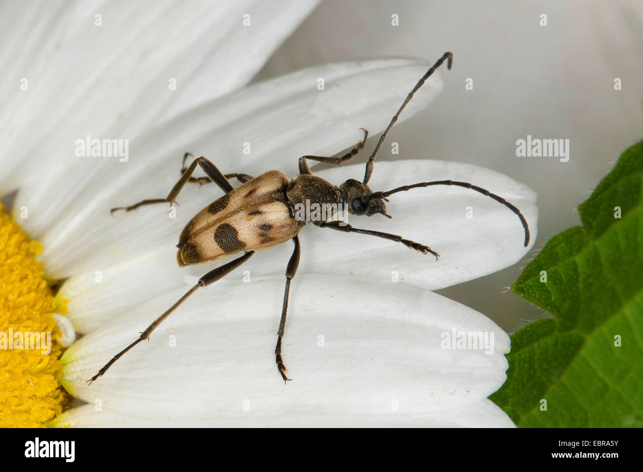 Chiazzato Longhorn Beetle (Pachytodes cerambyciformis, Judolia cerambyciformis), seduti su una margherita, Germania Foto Stock